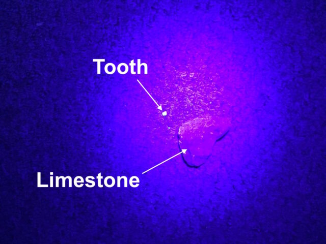 Limestone versus Teeth under UV light