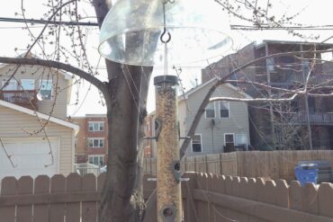How to Keep Sparrows Off Your Birdfeeder