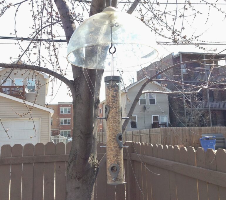 How to Keep Sparrows Off Your Birdfeeder