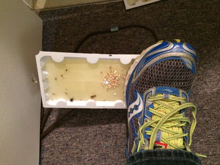 How To Remove Glue Trap From Shoe